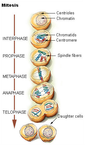 phases of cell cycle. the cell cycle in mitosis,