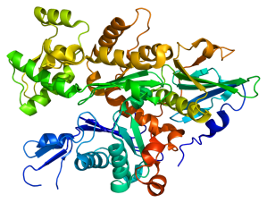 Protein Data Base 3-D rendering of the Gelsolin protein. (Photo: Wikipedia)